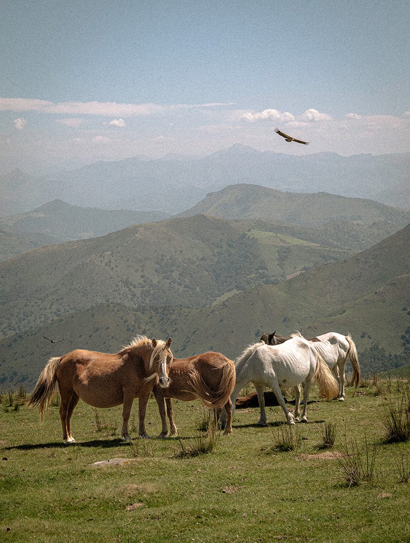 Portfolio Guillaume Catez - Photographie Animalière