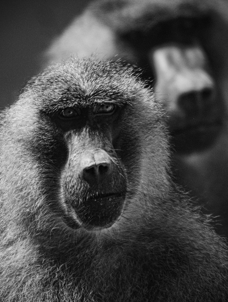 Categorie-photographie-animaliere Photographie animalière - Wildlife Photographie - Babouin de Guinée