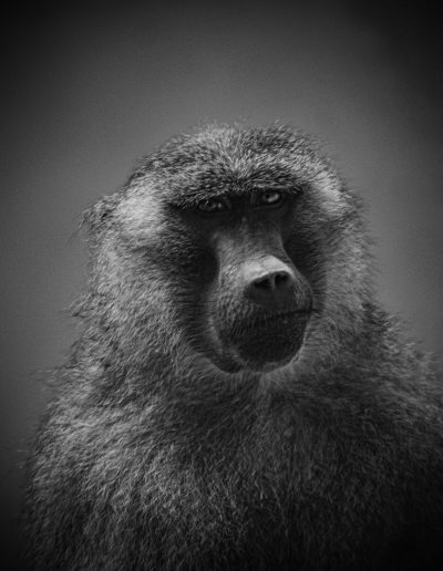 Photographie animalière - Wildlife Photographie - Babouin de Guinée