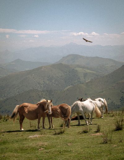Photographie animalière - Wildlife Photography - Pottok - Poney Basque - Artzamendi - Pays Basque