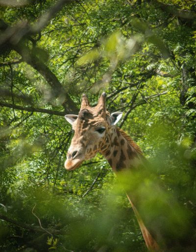 Photographie animalière - Wildlife Photographie - Girafe