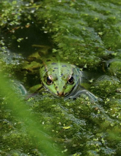 Photographie animalière - Wildlife Photographie - amphibien - Grenouille Verte