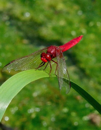 Photographie animalière - Wildlife Photographie - Insecte - Libéllule Rouge - Sympétrum rouge sang