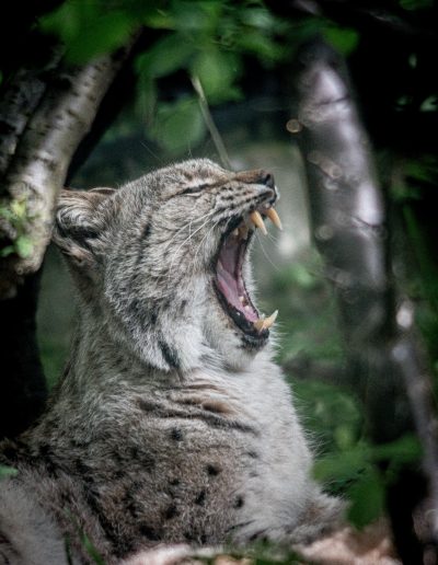 Photographie animalière - Wildlife Photography - Félin - Lynx Boréal