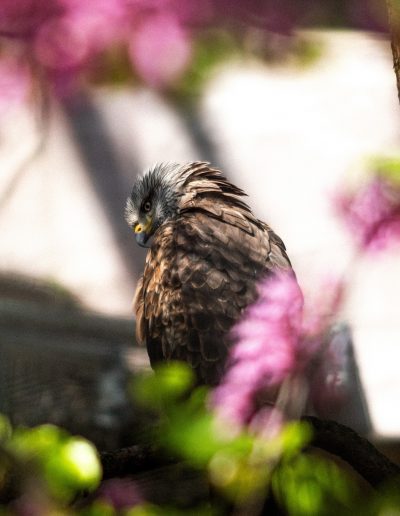 Photographie animalière - Wildlife Photography - Oiseau - Milan Royal - Ornithologie