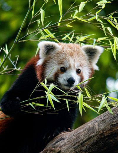 Photographie animalière - Wildlife Photographie - Panda Roux