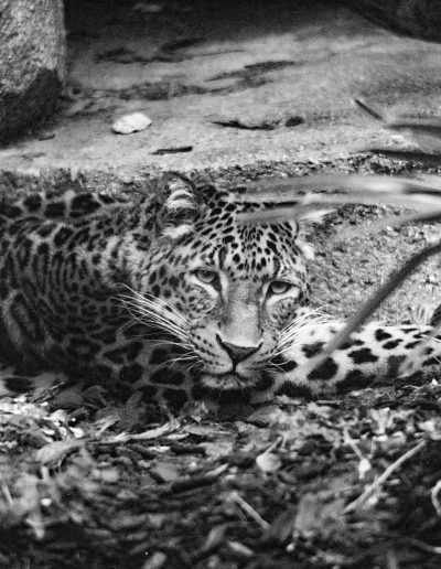 Photographie animalière - Wildlife Photographie - Félin - Panthère