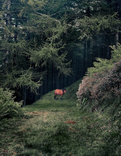 Photographie animalière - Wildlife Photography - Pottok - Poney Basque - Vallée de Baztan - Pays Basque