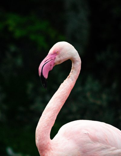 Photographie animalière - Wildlife Photography - Oiseau - Flamant Rose - Ornithologie