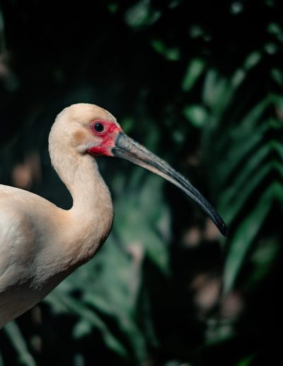 Photographie animalière - Wildlife Photography - Oiseau - Ibis - Ornithologie
