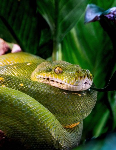 Photographie animalière - Wildlife Photographie - Serpent - Python Vert