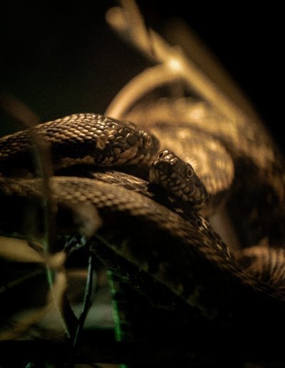 Photographie animalière - Wildlife Photographie - Serpent - Couleuvre en reproduction