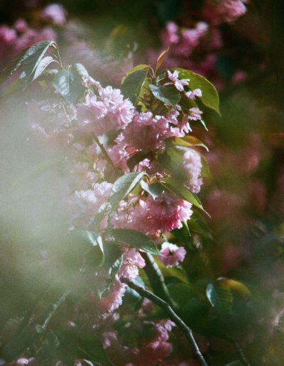 photographie de paysage et de voyage - Sakura - Cerisier Japonais en fleur