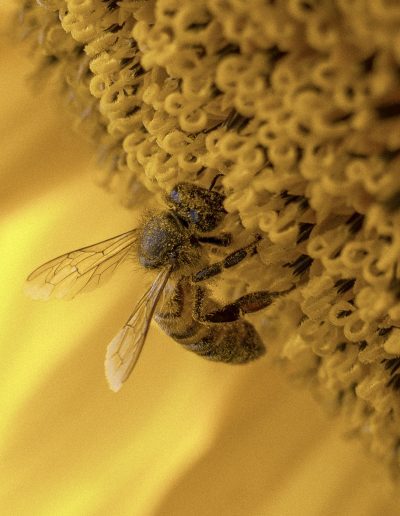 Photographie animalière - Wildlife Photographie - Insecte - Abeille Européenne