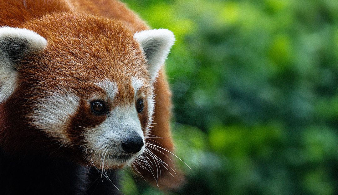 Comment réussir une photographie animalière sans matériel pro en 2026 ?