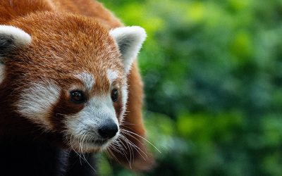 Comment réussir une photographie animalière sans matériel pro en 2026 ?