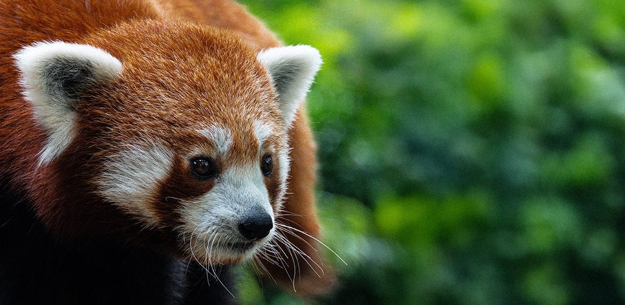 Exemple de photographie animalière prise sans materiel pro : panda roux