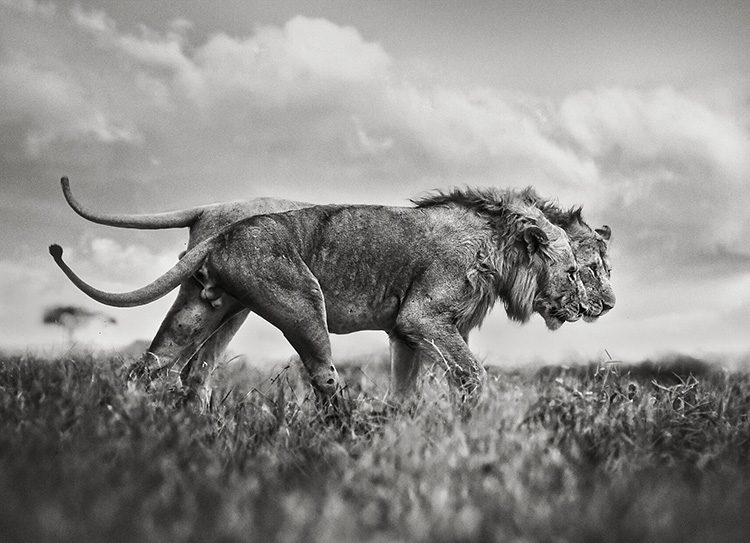 Histoire de la photographie animalière - Lion en noir & blanc photographiés par Marina Cano