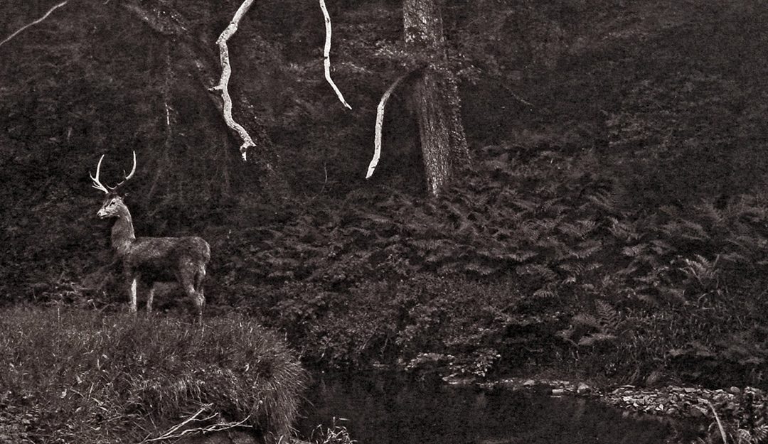 L&rsquo;histoire fascinante de la photographie animalière :  des grottes préhistoriques aux artistes modernes