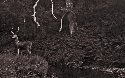 L’histoire fascinante de la photographie animalière : des grottes préhistoriques aux artistes modernes