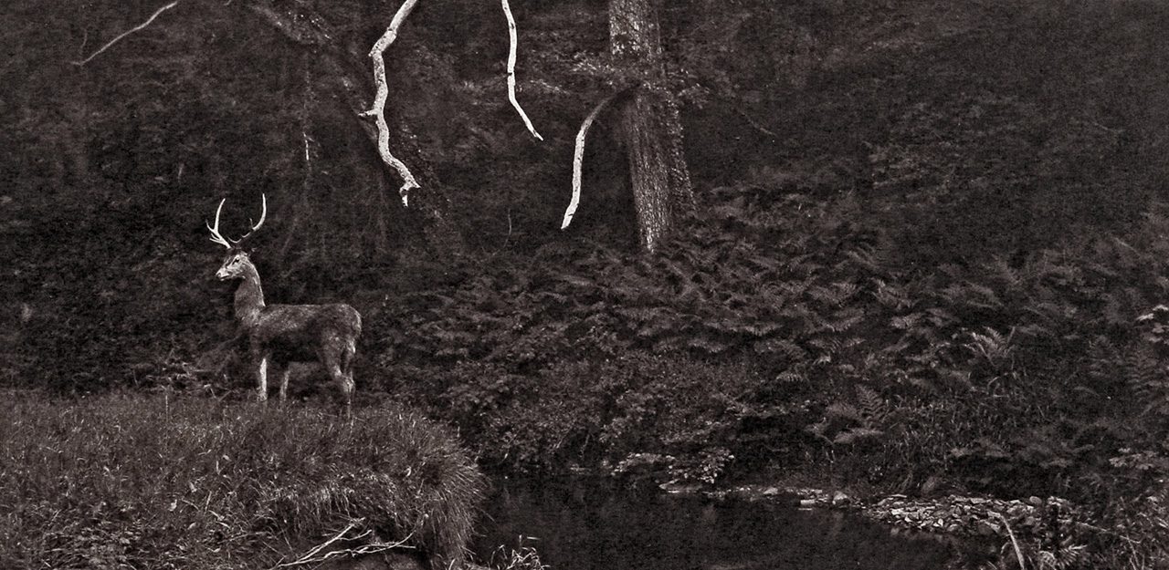 Histoire de la photographie animalière : Cerf dans la forêt - photographie animalière de John Dillwyn Llewelyn