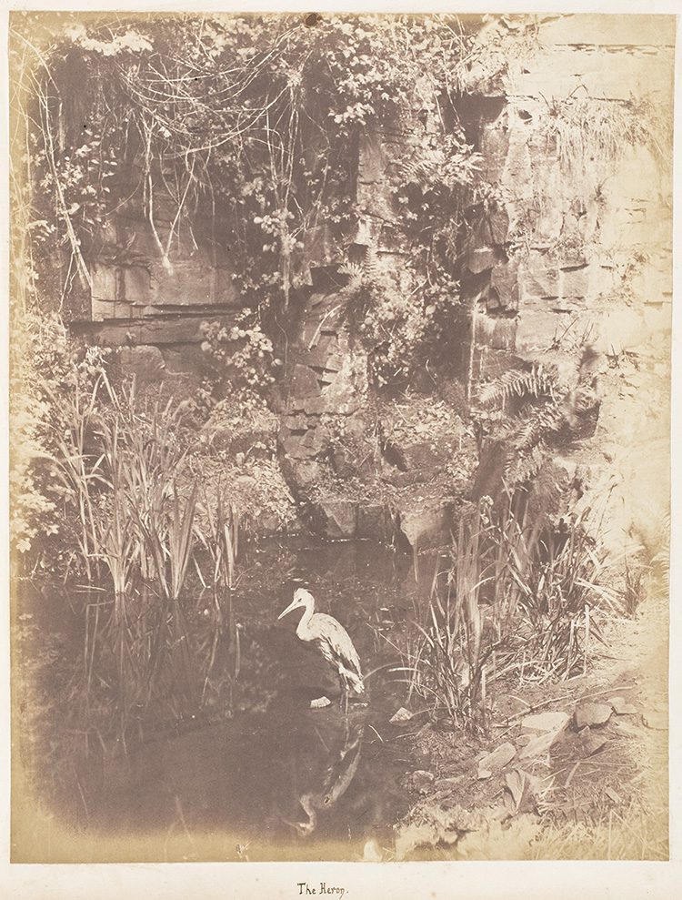 Histoire de la photographie animalière : Héron dans une rivière - photographie animalière de John Dillwyn Llewelyn