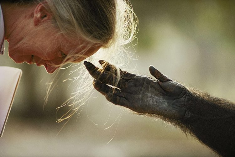 Histoire de la photographie animalière - Jane Goodall et Jou Jou, un chimpanzé au zoo de Brazzaville photographié par Michaels Nichols, République du Congo, 1990.