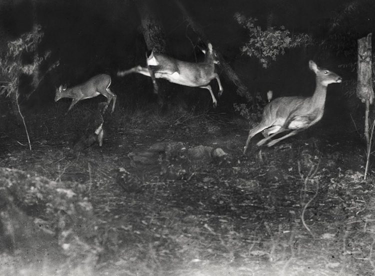 Histoire de la photographie animalière : Cliché de Georges Shiras III, paru dans National Géographic en 1906.