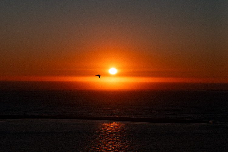 Films esthétiques photographe : mouette en plein vol au coucher du soleil depuis la Dune du Pyla