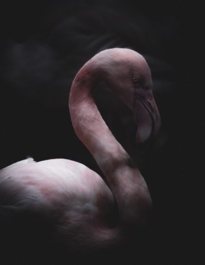 Guillaume Catez - Photographe Professionnel à Paris - Photo artistique d'un Flamand rose en clair obscur