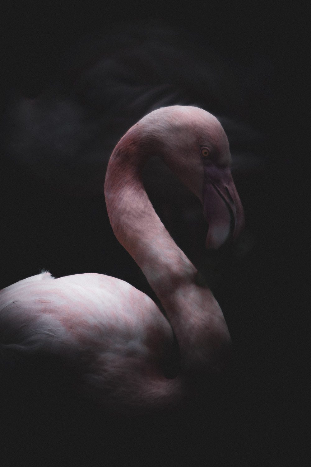 Accueil-Guillaume-Catez-Photographe-Flamant-Rose-2 Guillaume Catez - Photographe Amateur à Paris