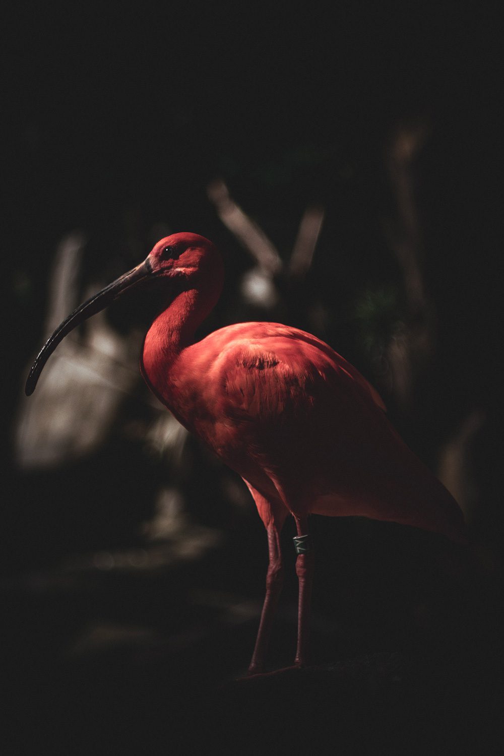 Accueil-Guillaume-Catez-Photographe-Ibis-Rouge-2 Guillaume Catez - Photographe Amateur à Paris