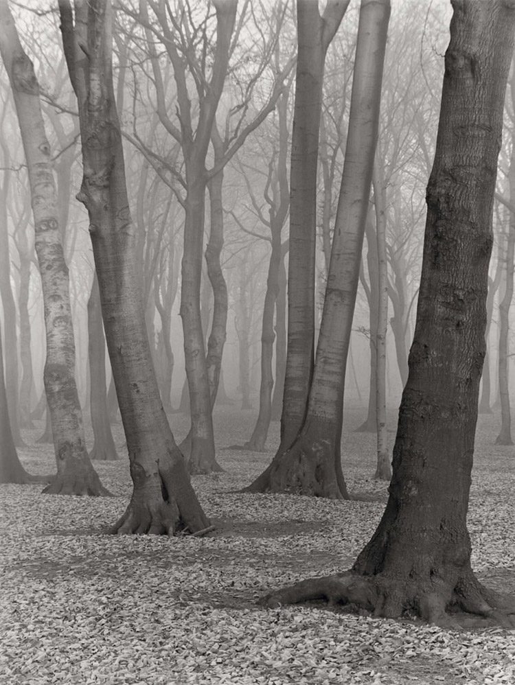 photographie automne - Troncs d'arbres avec de nombreuses feuilles mortes au sol, prise par Albert Renger-Patzsch