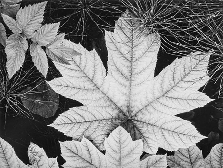 photographie automne - Feuilles d'arbre photographiées par Ansel Adams