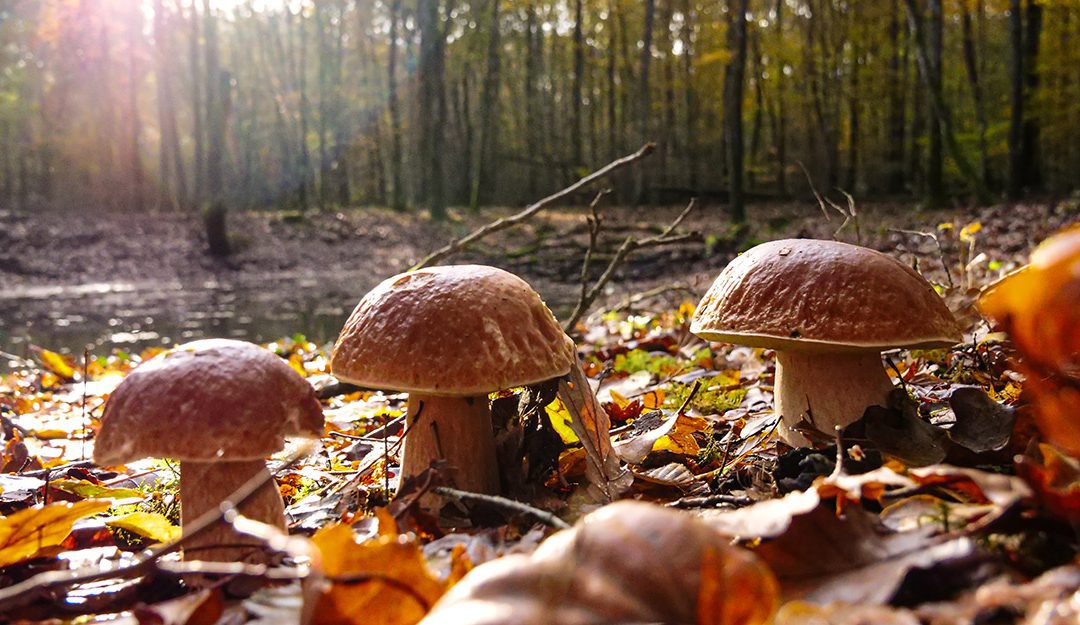 Pourquoi l&rsquo;automne est la saison préférée des photographes ?