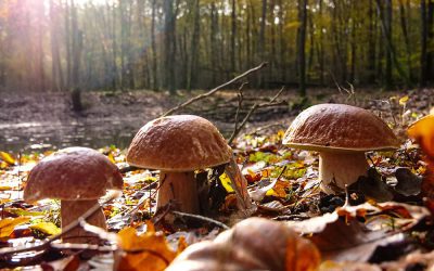Pourquoi l’automne est la saison préférée des photographes ?