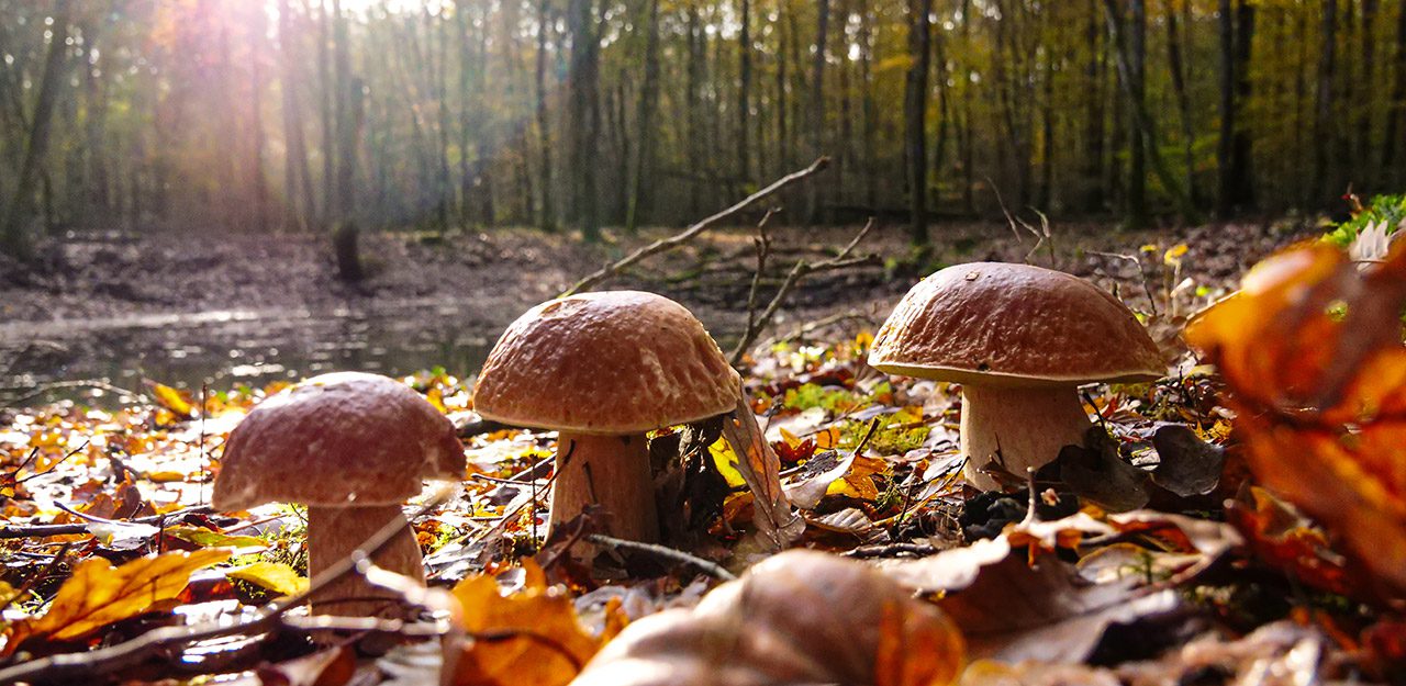photographie automne - Forêt aux couleurs flamboyantes d'automne en octobre, avec des champignons au premier plan, lumière dorée filtrant entre les arbres