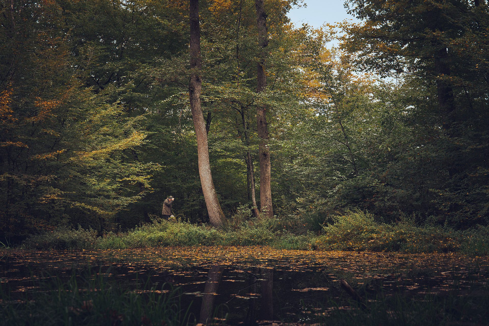 Applis photo 2026 : photo de foret retouchée sur PC avec Lightroom