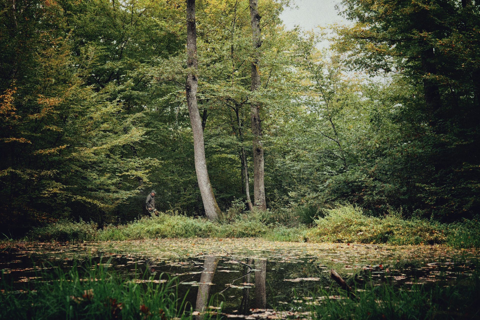 Applis photo 2026 : photo de foret retouchée sur PC avec Lightroom