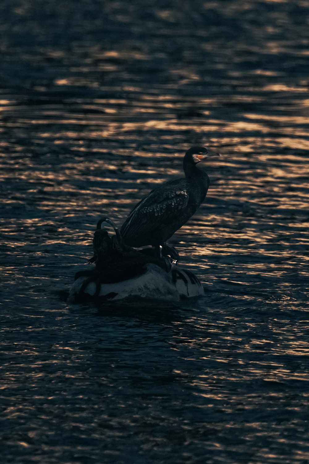 Accueil-Guillaume-Catez-Photographe-Bretagne-3 Guillaume Catez - Photographe Professionnel à Paris - Cormoran au coucher du soleil en pleine mer
