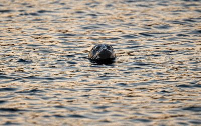Ces documentaires animaliers qui m’ont donné envie de faire de la photographie animalière