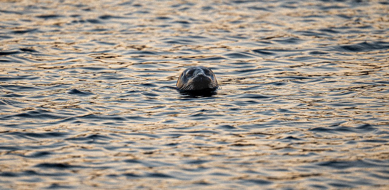 Collection de documentaires animaliers inspirants pour photographes de faune sauvage