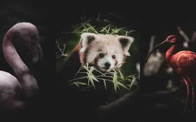 Apprendre à créer une série photo cohérente : comment j’ai changé ma façon de photographier